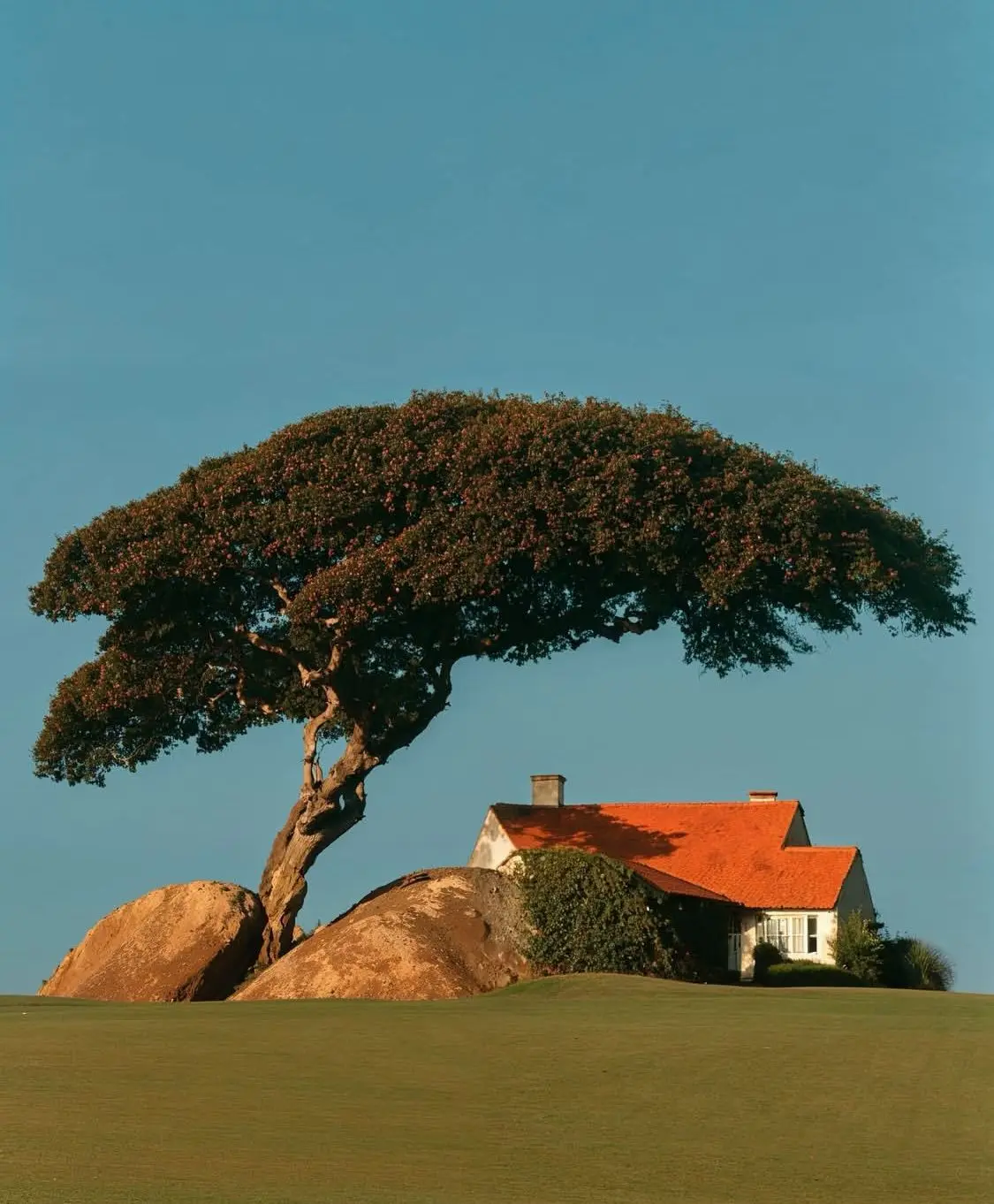 Cottage under umbrella-shaped tree with terracotta roof and boulders