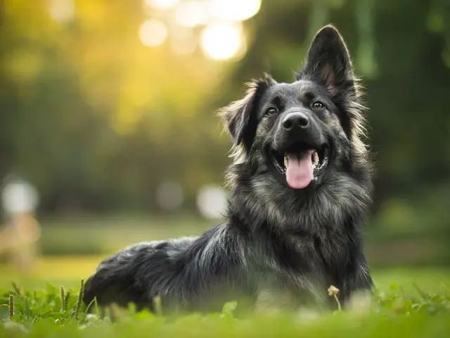 Long-haired black shepherd-type dog lying on grass, backlit with warm bokeh