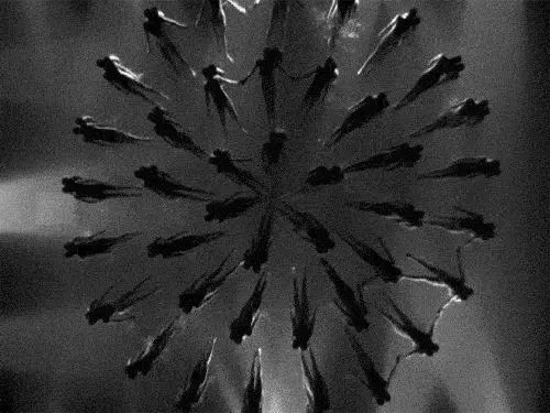 Black-and-white overhead photo of synchronized group in radial formation