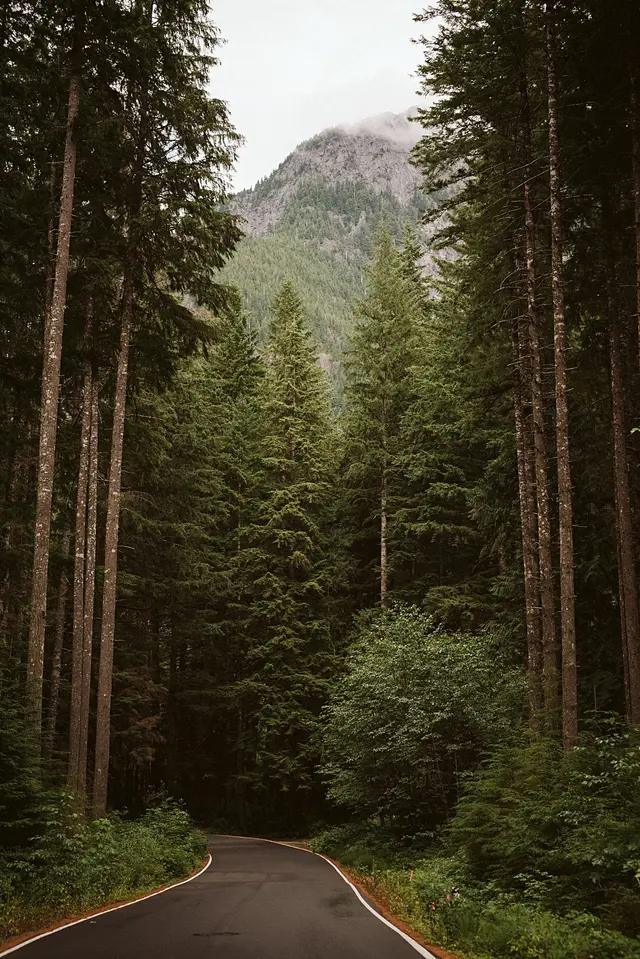 Winding Forest Road into Olympic National Park — Seattle Area Camping Guide