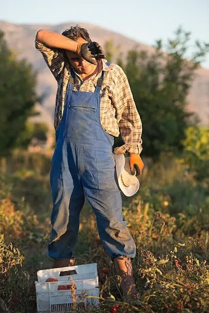 Farm worker in blue overalls wiping brow during tomato harvest