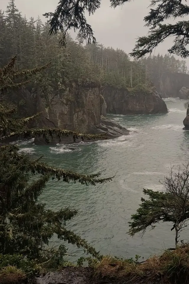 Misty Coastal Cove Framed by Evergreens