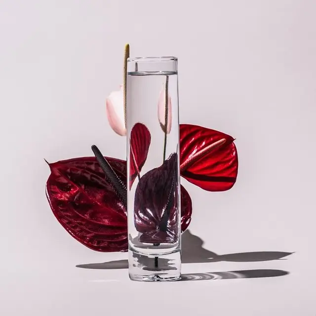 Suzanne Saroff — Glasses of Water Refracting a Monstera Leaf