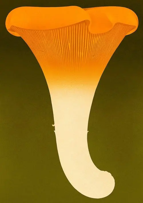 Orange Trumpet Mushroom Illustration on Olive Background
