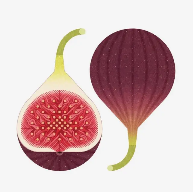 Stylized Fig Illustration — Halved and Whole Fig