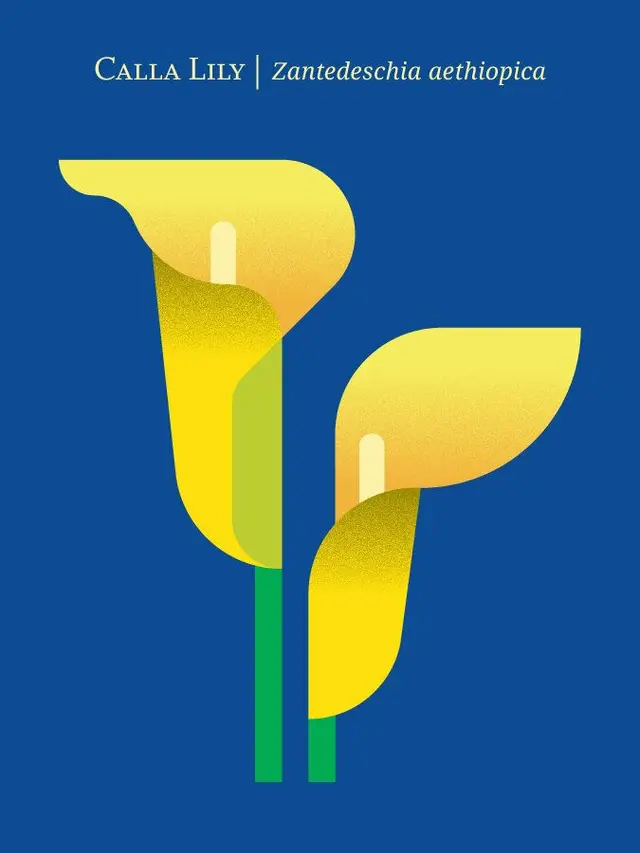 Calla Lily botanical poster — Zantedeschia aethiopica