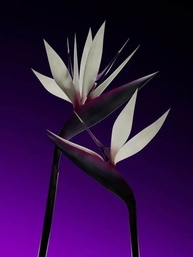 Bird-of-Paradise blooms on deep purple gradient