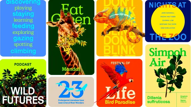 Mandai: Graphics — colorful zoo poster series (Vimeo)