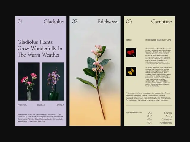 FLWRS — Mobile Layout Exploration: Gladiolus, Edelweiss, Carnation