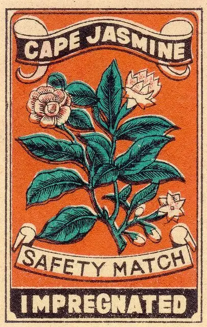 Vintage "Cape Jasmine" safety matchbox label