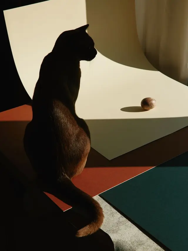 Silhouetted brown cat and mottled stone sphere on curved cream backdrop