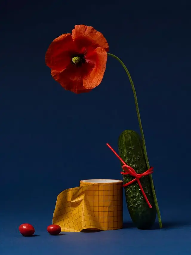 Single red poppy with cucumber and yellow grid paper — studio still life
