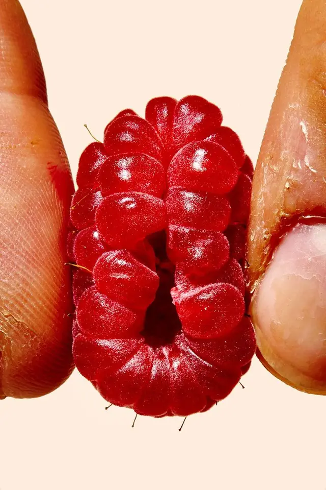 Macro close-up of red raspberry pinched between fingertips
